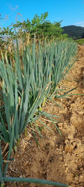 한밭농원님의 배추 · 일상 작성글 사진