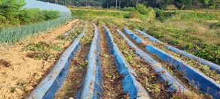 한밭농원님의 배추 · 일상 작성글 사진