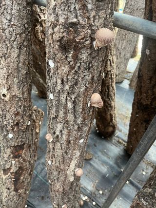 한밭농원님의 배추 · 일상 작성글 사진