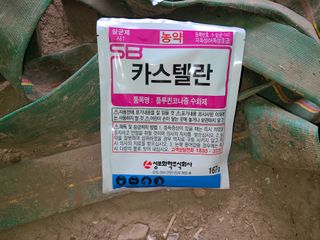 김봉학님의 마늘 · 영농일지 작성글 사진