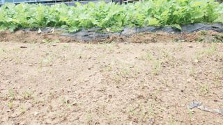 이훈정(시몬)님의 고구마 · 자유게시판 작성글 사진