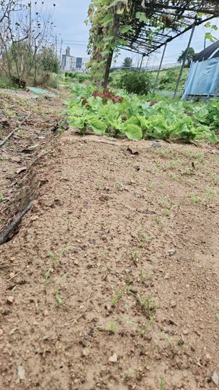 이훈정(시몬)님의 고구마 · 자유게시판 작성글 사진