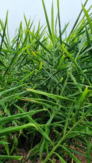 박순덕님의 10월 농사 성적 자랑하기 · 참여글 작성글 사진