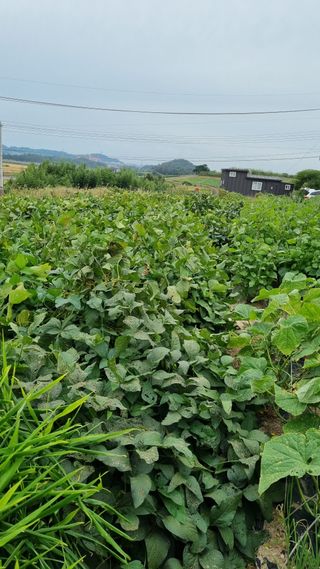 박순덕님의 10월 농사 성적 자랑하기 · 참여글 작성글 사진