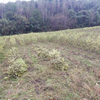 강원도 횡성군님의 들깨 · 자유게시판 작성글 사진