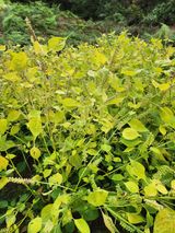 팜모닝 들깨·자유게시판 게시글 이미지