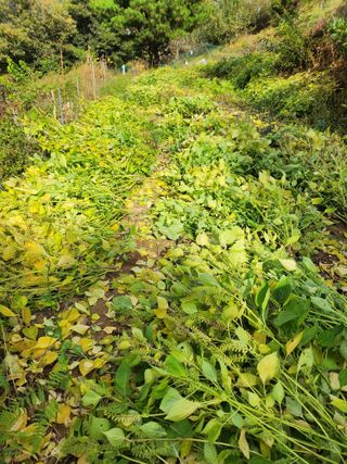 김연숙님의 들깨 · 자유게시판 작성글 사진