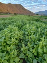 팜모닝 들깨·자유게시판 게시글 이미지