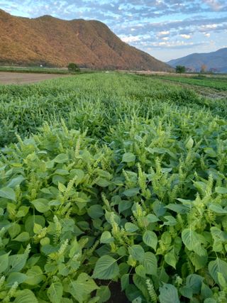 이영수님의 들깨 · 자유게시판 작성글 사진