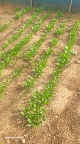 팜모닝 10월 농사 성적 자랑하기·참여글 게시글 이미지