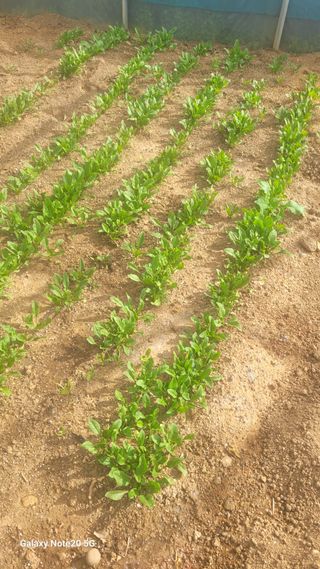 제주농부님의 10월 농사 성적 자랑하기 · 참여글 작성글 사진