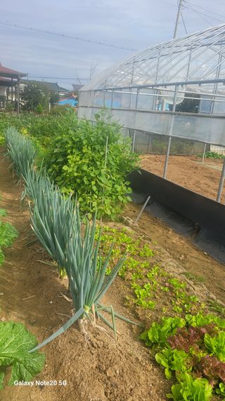 제주농부님의 10월 농사 성적 자랑하기 · 참여글 작성글 사진