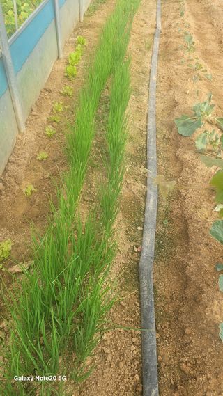 제주농부님의 10월 농사 성적 자랑하기 · 참여글 작성글 사진