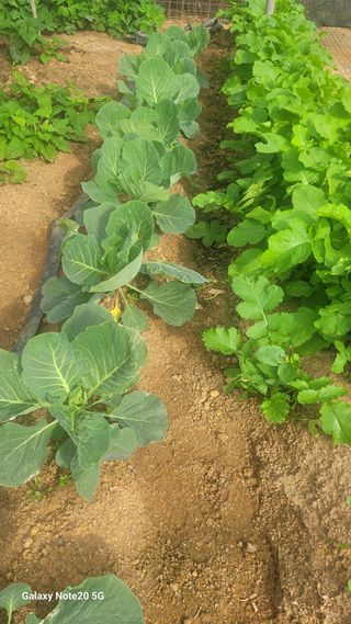 제주농부님의 10월 농사 성적 자랑하기 · 참여글 작성글 사진