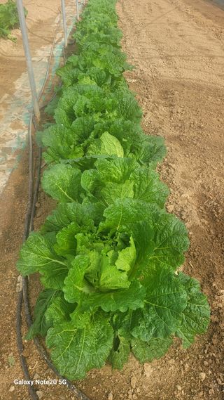 제주농부님의 10월 농사 성적 자랑하기 · 참여글 작성글 사진