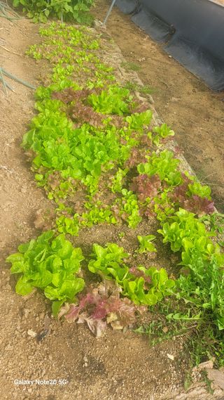 제주농부님의 10월 농사 성적 자랑하기 · 참여글 작성글 사진