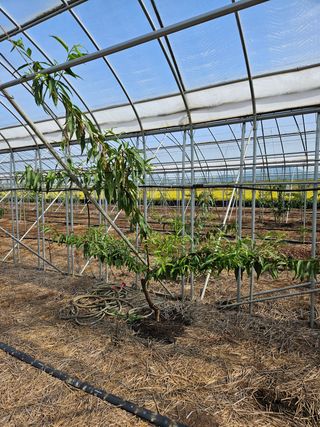 허철무 님의 복숭아 · 병해충상담 작성글 사진