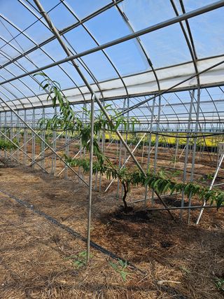 허철무 님의 복숭아 · 병해충상담 작성글 사진