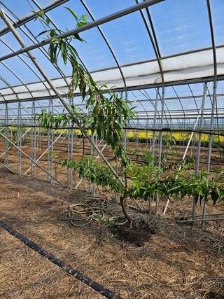 허철무 님의 복숭아 · 병해충상담 작성글 사진