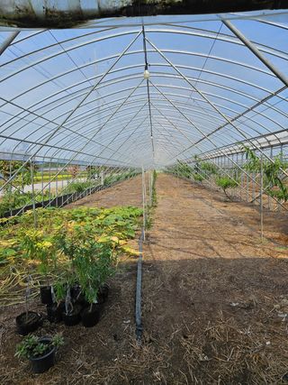 허철무 님의 복숭아 · 병해충상담 작성글 사진