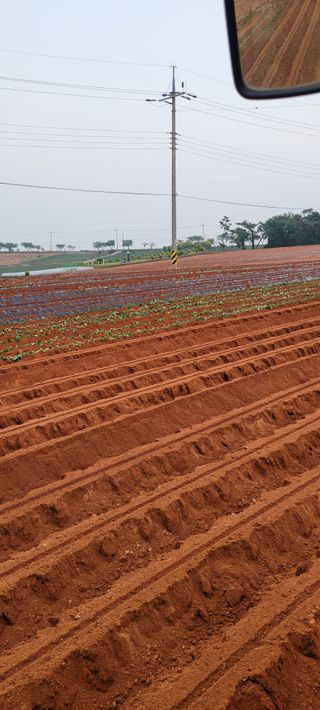 무안선유농원님의 고구마 · 자유게시판 작성글 사진