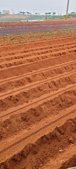 무안선유농원님의 고구마 · 자유게시판 작성글 사진