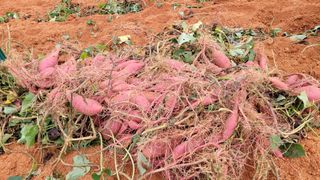 무안선유농원님의 고구마 · 자유게시판 작성글 사진