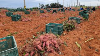 무안선유농원님의 고구마 · 자유게시판 작성글 사진