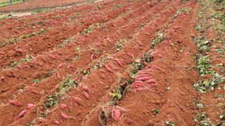 무안선유농원님의 고구마 · 자유게시판 작성글 사진