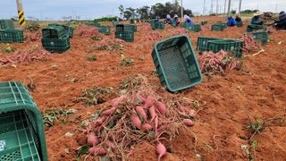 무안선유농원님의 고구마 · 자유게시판 작성글 사진