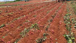 무안선유농원님의 고구마 · 자유게시판 작성글 사진