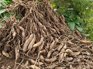 박주흥님의 기타작물 · 영농일지 작성글 사진