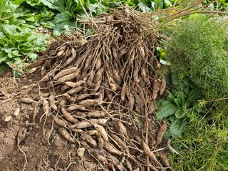 박주흥님의 기타작물 · 영농일지 작성글 사진