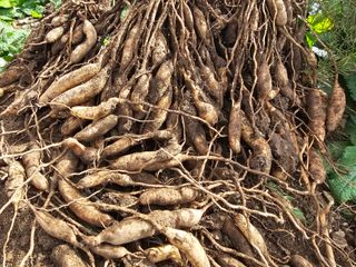 박주흥님의 기타작물 · 영농일지 작성글 사진