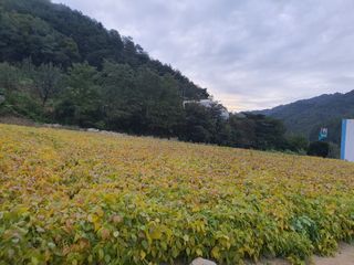 반디불 농원님의 10월 농사 성적 자랑하기 · 참여글 작성글 사진