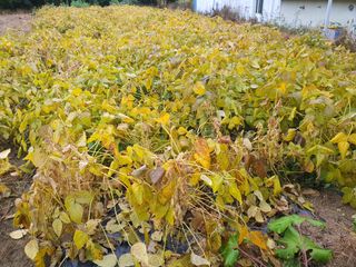 반디불 농원님의 10월 농사 성적 자랑하기 · 참여글 작성글 사진