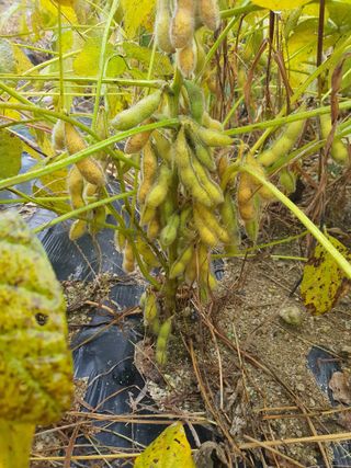 반디불 농원님의 10월 농사 성적 자랑하기 · 참여글 작성글 사진