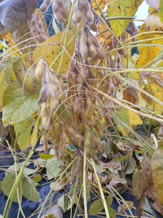 반디불 농원님의 10월 농사 성적 자랑하기 · 참여글 작성글 사진