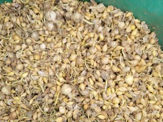 병풍취산채농원님의 기타작물 · 자유게시판 작성글 사진