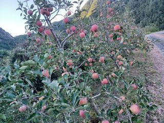 박흥구님의 10월 농사 성적 자랑하기 · 참여글 작성글 사진