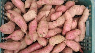 정진해님의 고구마 · 자유게시판 작성글 사진