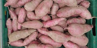 정진해님의 고구마 · 자유게시판 작성글 사진