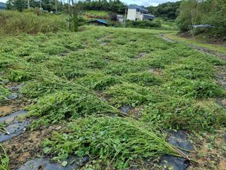 권병성님의 들깨 · 자유게시판 작성글 사진