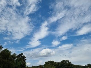 권병성님의 들깨 · 자유게시판 작성글 사진