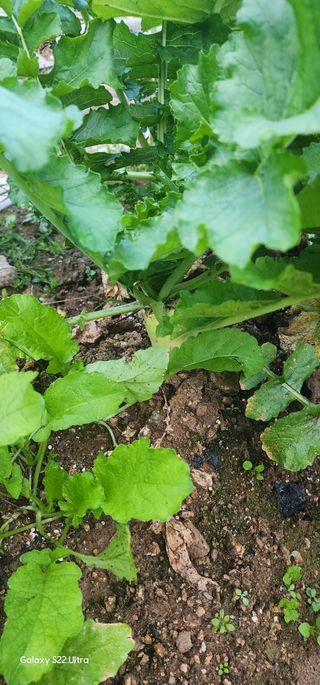 우철28268HQ님의 10월 농사 성적 자랑하기 · 참여글 작성글 사진