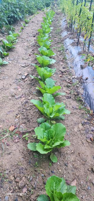 우철28268HQ님의 10월 농사 성적 자랑하기 · 참여글 작성글 사진