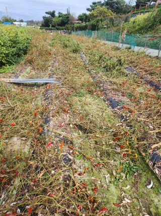 용인시님의 고추 · 수확 작성글 사진