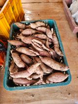 팜모닝 고구마·영농일지 게시글 이미지