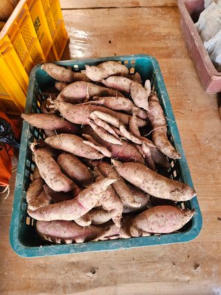 김성진님의 고구마 · 영농일지 작성글 사진