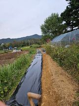 팜모닝 마늘·영농일지 게시글 이미지